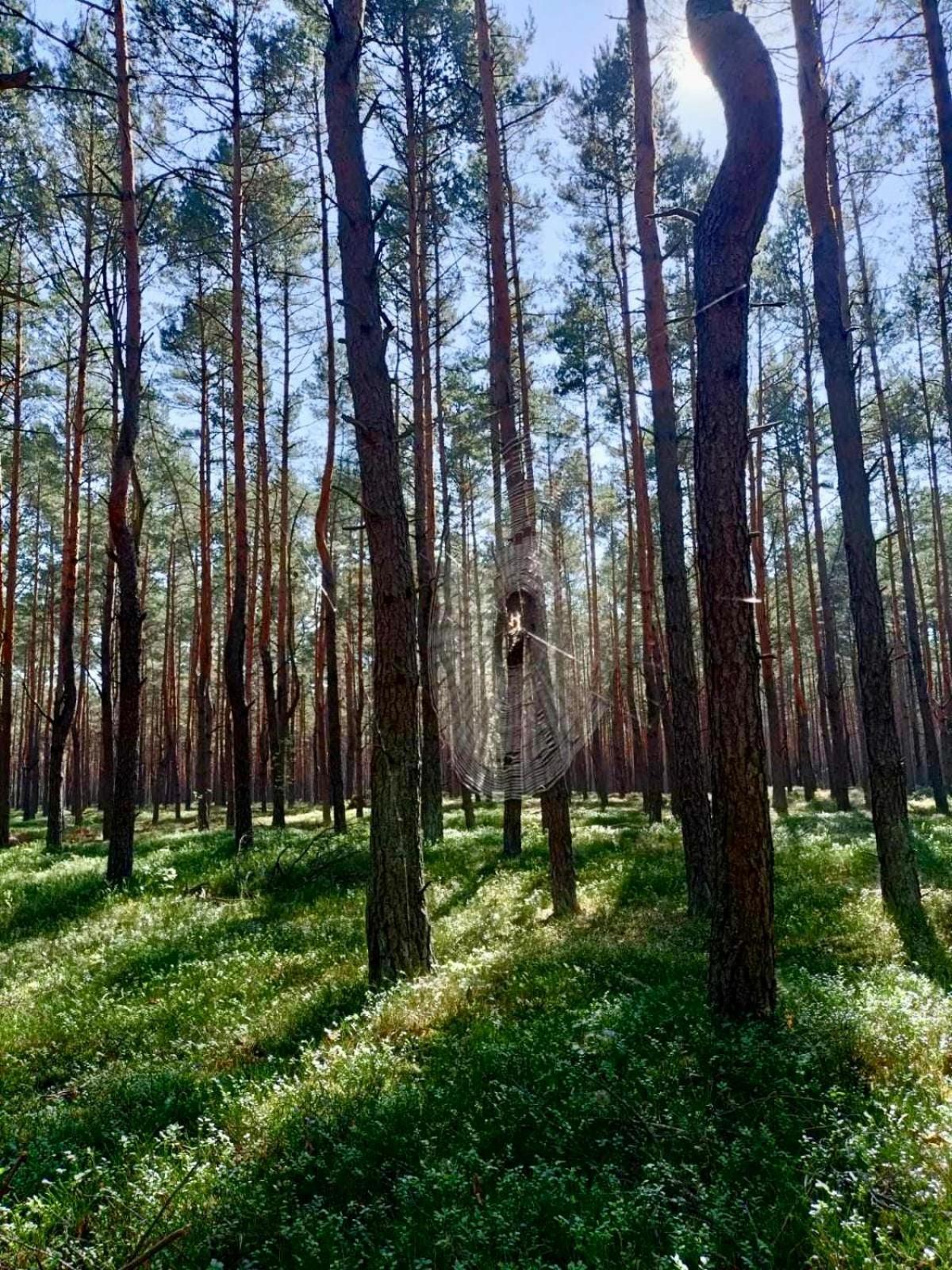 Lesniczowka Rzadza