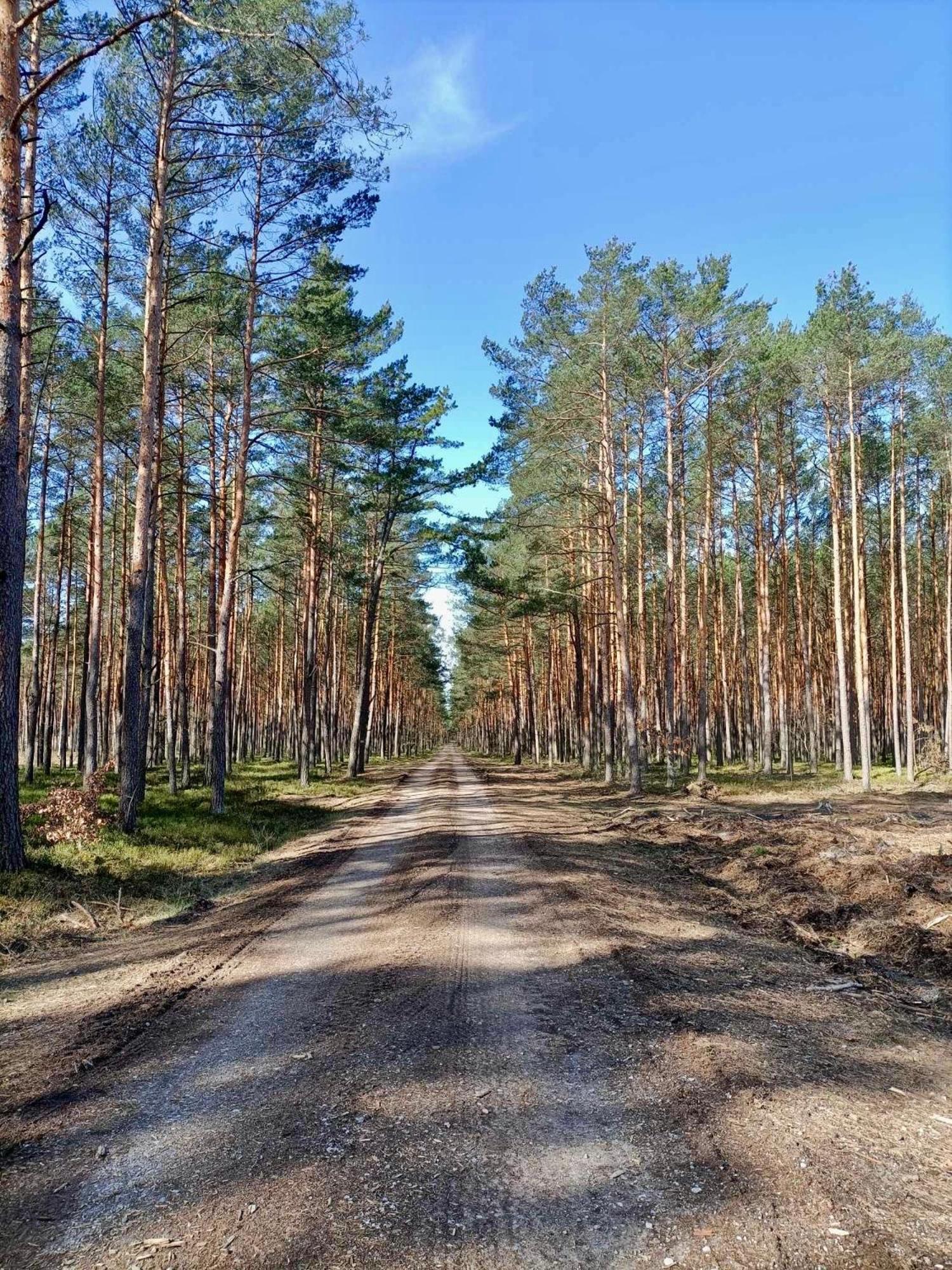 Lesniczowka